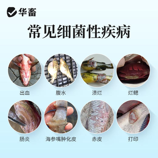 华畜10%盐酸多西环素粉水产用对虾河蟹出血腹水烂鳃败血腐皮肠炎 商品图2