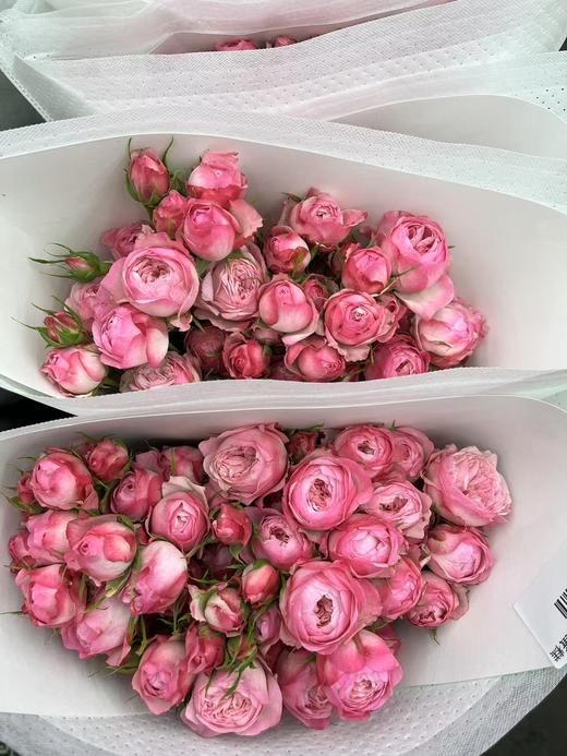 草莓蛋糕国产多头玫瑰10支 商品图5