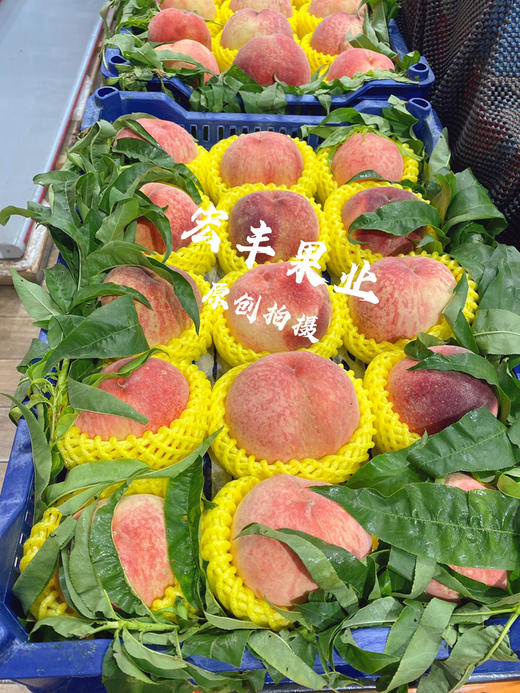 宏丰精选 水蜜桃，口感甜，活动价‼️‼️10元3斤 商品图6