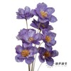 永生花 | 银珍花紫 商品缩略图3