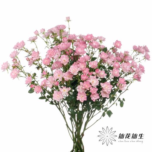 多头玫瑰 | 天荷繁星 商品图1