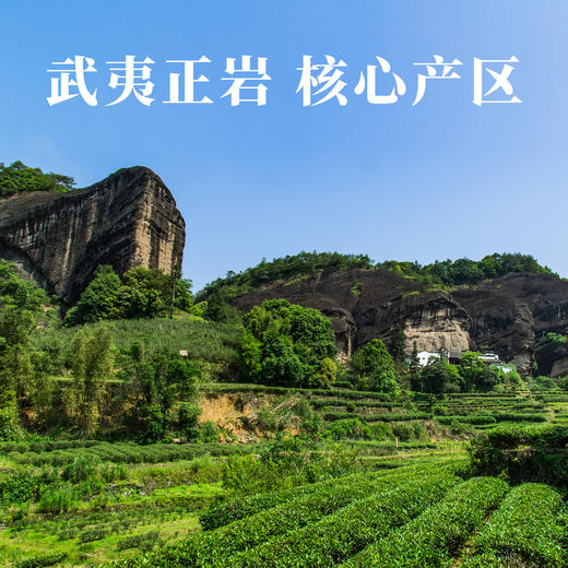 泉州蟳埔 花香肉桂 双非遗联名款新品 64克（8克x8泡） 商品图1