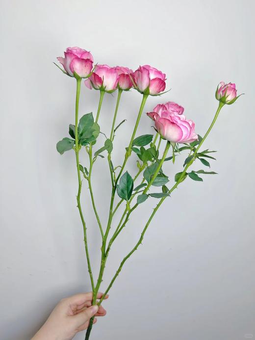 草莓蛋糕国产多头玫瑰10支 商品图2