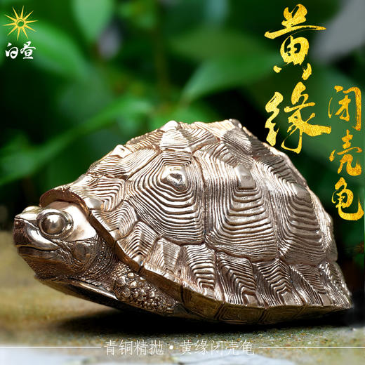 白昼 - 黄缘龟 铜龟 青铜实心 瑰宝龟宝系列摆件茶宠 黄缘闭壳龟半水龟 爬宠模型周边 ★官方正版【48小时发货】 商品图3