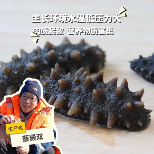 野生深海辽刺参简装&礼盒 | 合作生产* Feral Holothurian | Coproduction 商品图0