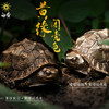 白昼 - 黄缘龟 铜龟 青铜实心 瑰宝龟宝系列摆件茶宠 黄缘闭壳龟半水龟 爬宠模型周边 ★官方正版【48小时发货】 商品缩略图0