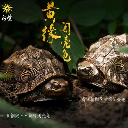 白昼 - 黄缘龟 铜龟 青铜实心 瑰宝龟宝系列摆件茶宠 黄缘闭壳龟半水龟 爬宠模型周边 ★官方正版【48小时发货】 商品图0