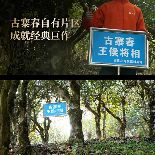 【王侯将相—忠武侯：诸葛亮】约8900一芽一叶成就一片茶饼 比茶王地单株更奢侈豪华！2025年头春茶，普洱茶区，357克/饼茶，一箱内含6饼茶 拍5箱发6箱 商品图9