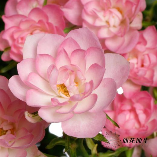 多头玫瑰 | 天荷繁星 商品图8