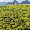 生态金丝皇菊 | 可泡茶 清香甘甜 商品缩略图5