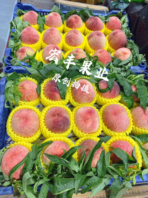 宏丰精选 水蜜桃，口感甜，活动价‼️‼️10元3斤 商品图0