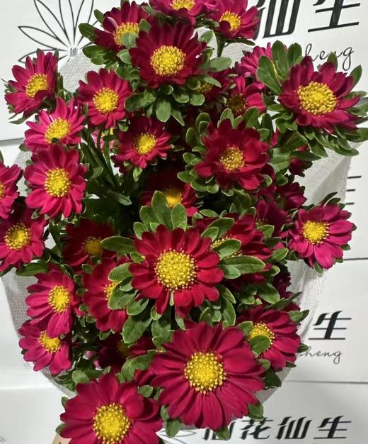配花 | 迷你菊重瓣红 商品图0
