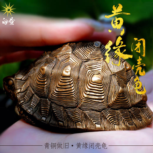 白昼 - 黄缘龟 铜龟 青铜实心 瑰宝龟宝系列摆件茶宠 黄缘闭壳龟半水龟 爬宠模型周边 ★官方正版【48小时发货】 商品图2