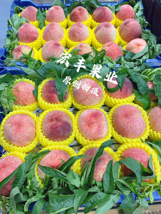宏丰精选 水蜜桃，口感甜，活动价‼️‼️10元3斤 商品图1