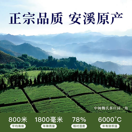 泉州蟳埔 兰香铁观音 双非遗联名款新品 64克（8克x8泡） 商品图1