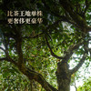 【王侯将相—忠武侯：诸葛亮】约8900一芽一叶成就一片茶饼 比茶王地单株更奢侈豪华！2025年头春茶，普洱茶区，357克/饼茶，一箱内含6饼茶 拍5箱发6箱 商品缩略图1