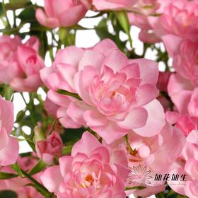 多头玫瑰 | 天荷繁星