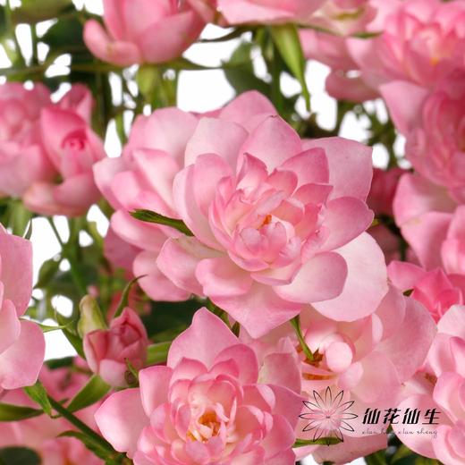 多头玫瑰 | 天荷繁星 商品图0