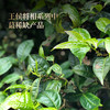 【王侯将相—忠武侯：诸葛亮】约8900一芽一叶成就一片茶饼 比茶王地单株更奢侈豪华！2025年头春茶，普洱茶区，357克/饼茶，一箱内含6饼茶 拍5箱发6箱 商品缩略图7