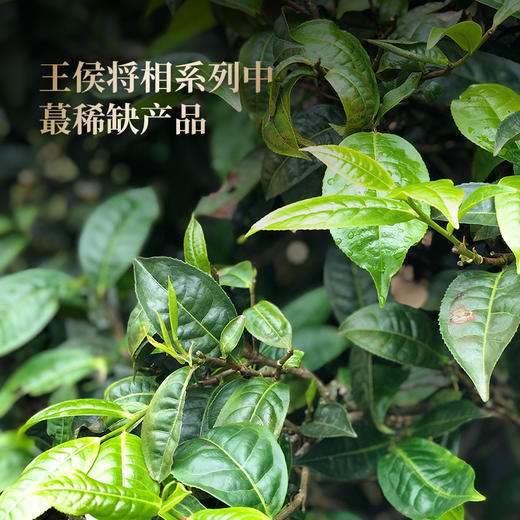 【王侯将相—忠武侯：诸葛亮】约8900一芽一叶成就一片茶饼 比茶王地单株更奢侈豪华！2025年头春茶，普洱茶区，357克/饼茶，一箱内含6饼茶 拍5箱发6箱 商品图7