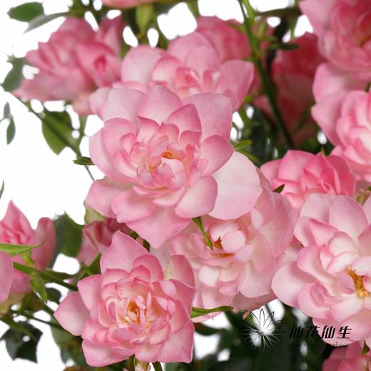 多头玫瑰 | 天荷繁星 商品图12