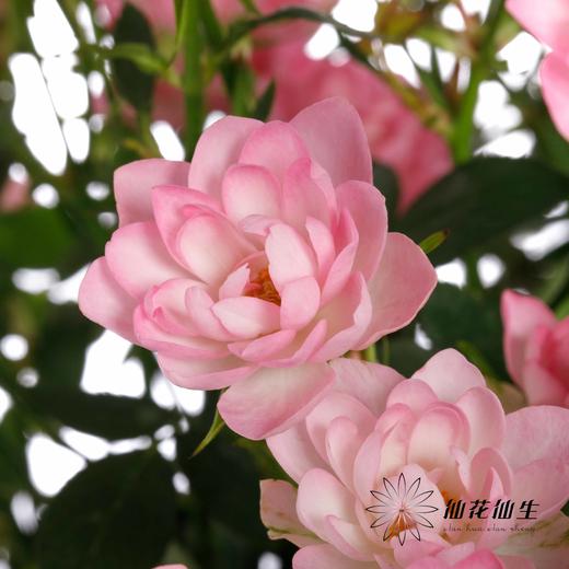 多头玫瑰 | 天荷繁星 商品图11