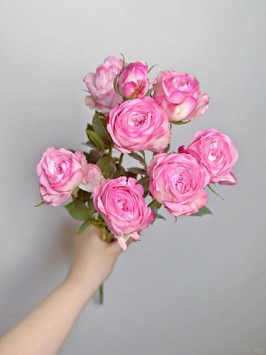 草莓蛋糕国产多头玫瑰10支 商品图1