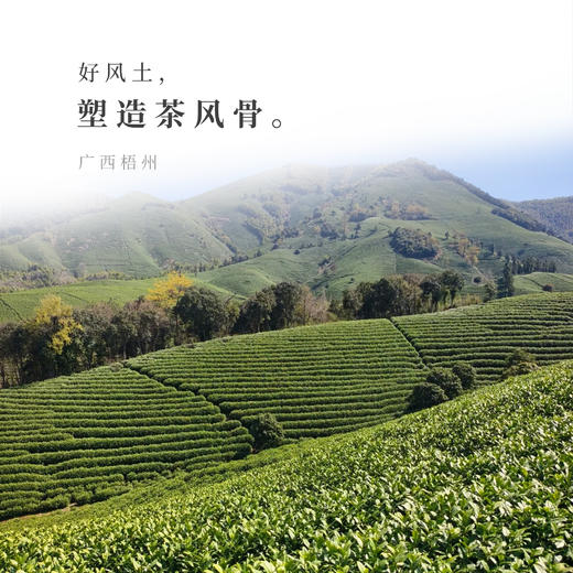 【观山社】六堡茶125g 商品图4