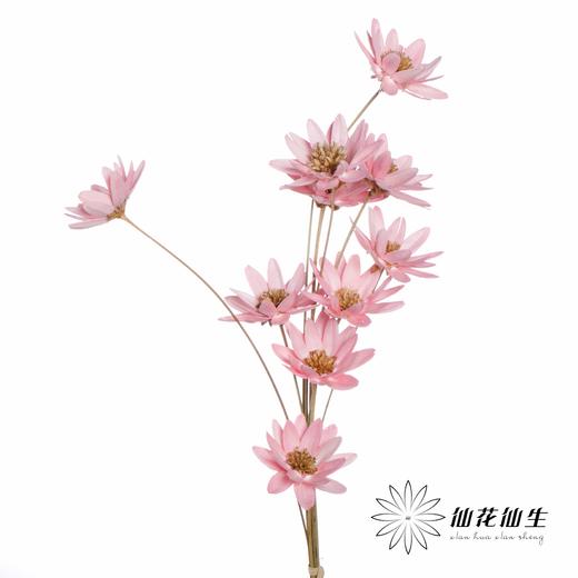 永生花 | 瓜子莲粉色 商品图1