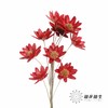 永生花 | 瓜子莲红色 商品缩略图1