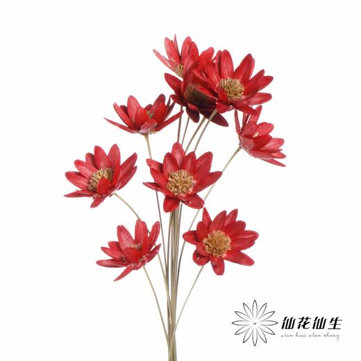 永生花 | 瓜子莲红色 商品图1