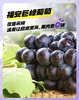南国葡萄之乡之【福安巨峰葡萄】含箱3.5斤左右净果2.5斤礼盒装（贵阳市区包送，全国邮寄顺丰到付不售后） 商品缩略图1