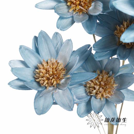 永生花 | 瓜子莲天蓝色 商品图4