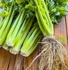 生态西芹  | 口感爽脆 味道鲜美 |合作生产 *Celery 商品缩略图2