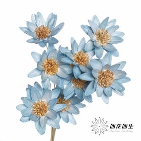永生花 | 瓜子莲天蓝色