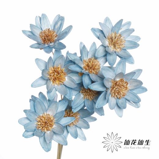 永生花 | 瓜子莲天蓝色 商品图0