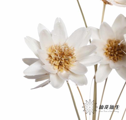 永生花 | 瓜子莲白色 商品图2