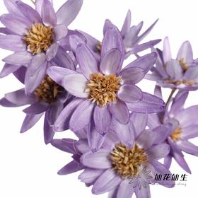 永生花 | 瓜子莲香芋紫