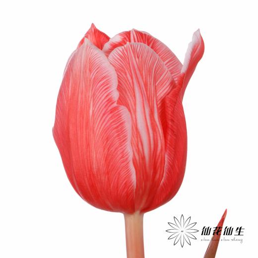 荷兰花材 | 染色郁金香鲑鱼粉【染色有差异介意慎拍】 商品图2