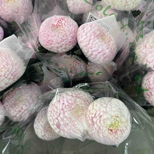 配花-牡丹菊-5枝 商品图11