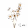 永生花 | 瓜子莲白色 商品缩略图0