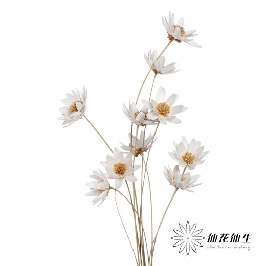 永生花 | 瓜子莲白色 商品图5