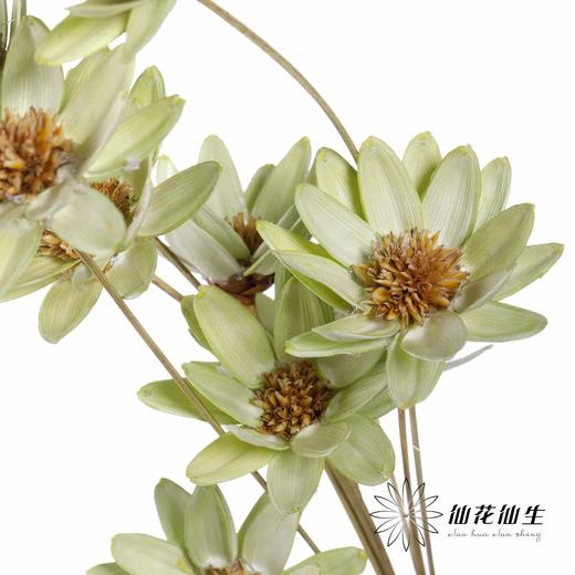 永生花 | 瓜子莲果绿 商品图0