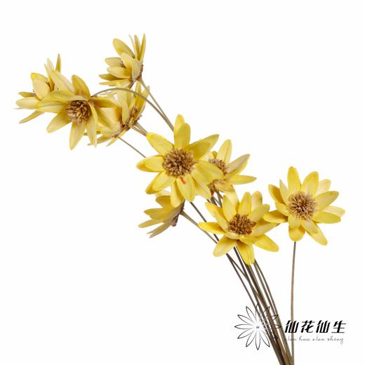 永生花 | 瓜子莲黄色 商品图4