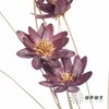 永生花 | 瓜子莲烟熏紫 商品缩略图3