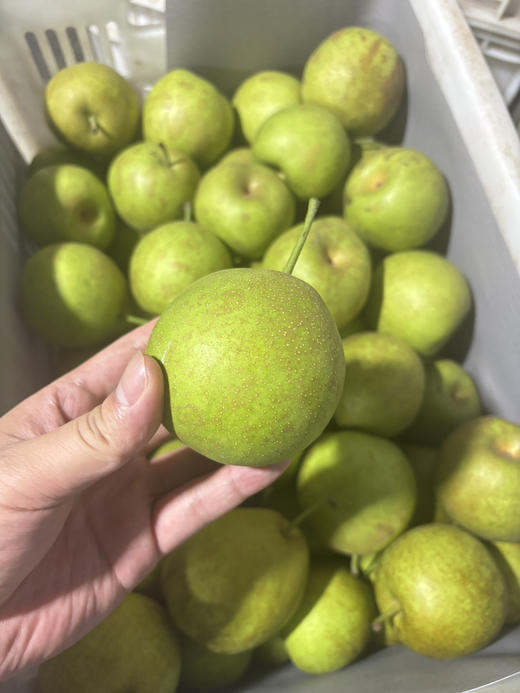 9.9元4斤当季现摘翠玉梨一袋 商品图1