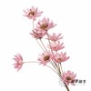 永生花 | 瓜子莲粉色 商品缩略图3