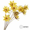 永生花 | 瓜子莲黄色 商品缩略图1