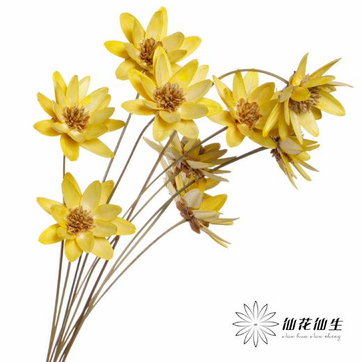 永生花 | 瓜子莲黄色 商品图1