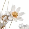 永生花 | 瓜子莲白色 商品缩略图6